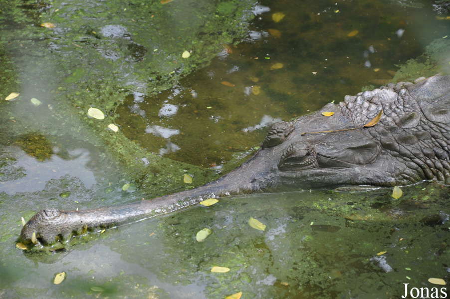 Taman Rama-Rama & Reptilia Melaka