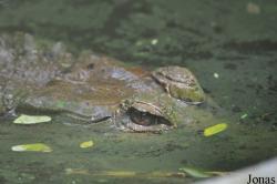 Taman Rama-Rama & Reptilia Melaka