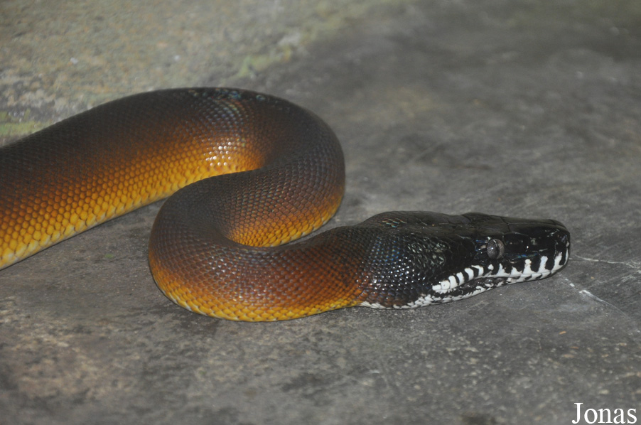 Taman Rama-Rama & Reptilia Melaka