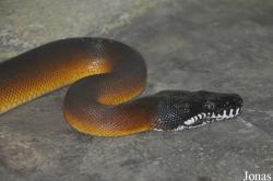 Taman Rama-Rama & Reptilia Melaka