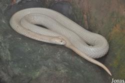 Taman Rama-Rama & Reptilia Melaka