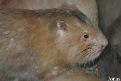 Rhizomys sumatrensis