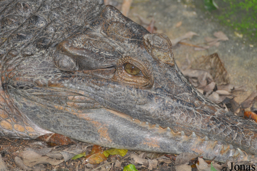 Zoo Melaka