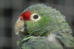 Amazona autumnalis salvini