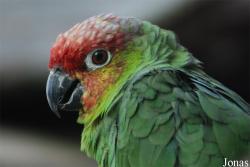 Amazona autumnalis