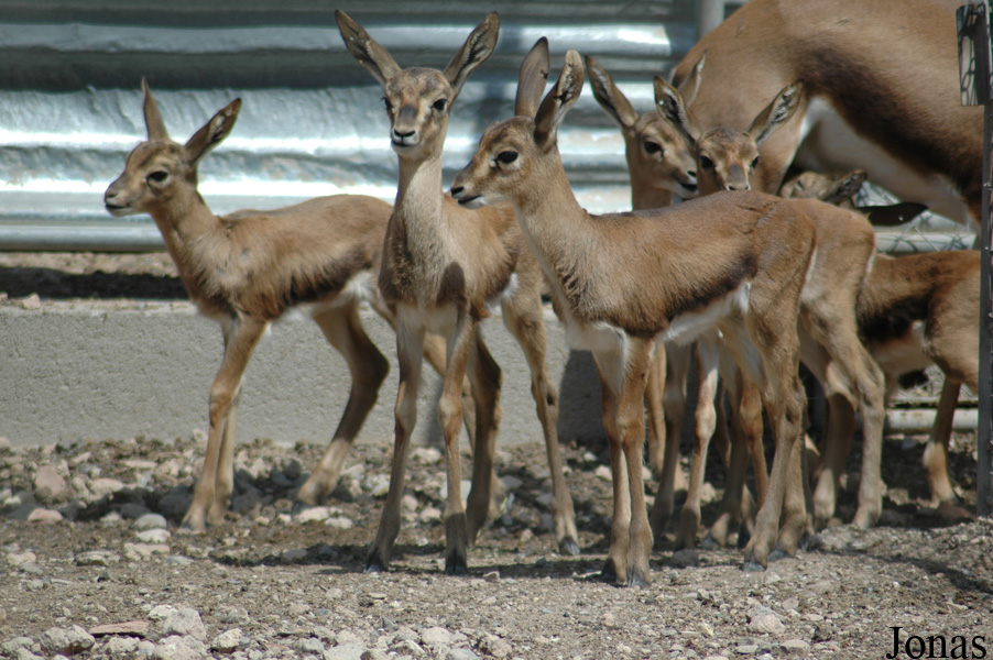 Parque de Rescate de Fauna Sahariana