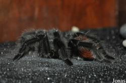 Grammostola iheringi