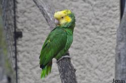 Amazona oratrix