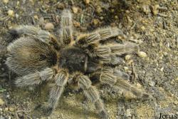 Brachypelma albopilosum