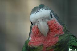 Amazona leucocephala leucocephala