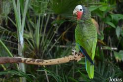 Amazona leucocephala