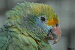 Amazona dufresniana