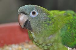 Jurong Bird Park