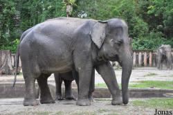 Elephas maximus hirsutus