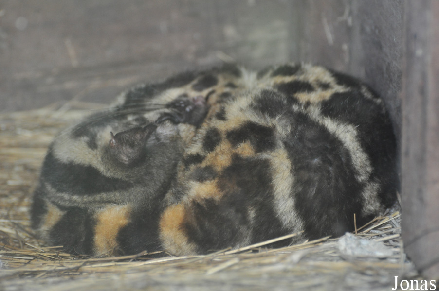 Zoo Taiping & Night Safari
