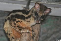 Prionodontinae