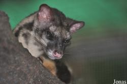 Zoo Taiping & Night Safari