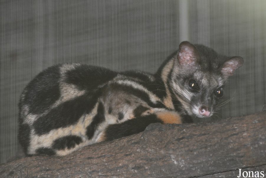 Zoo Taiping & Night Safari