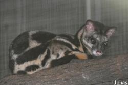 Zoo Taiping & Night Safari