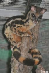 Zoo Taiping & Night Safari