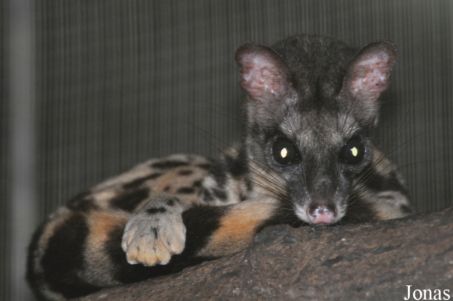 Zoo Taiping & Night Safari