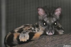 Zoo Taiping & Night Safari