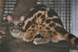 Zoo Taiping & Night Safari