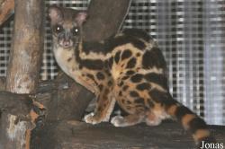 Zoo Taiping & Night Safari