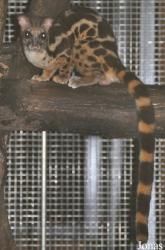 Zoo Taiping & Night Safari