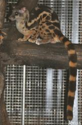 Zoo Taiping & Night Safari