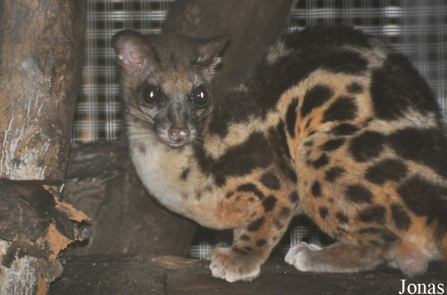 Zoo Taiping & Night Safari