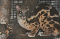 Zoo Taiping & Night Safari