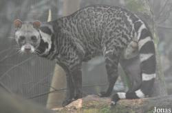 Zoo Taiping & Night Safari
