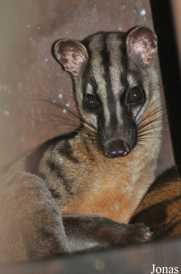 Zoo Taiping & Night Safari