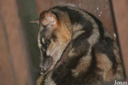 Zoo Taiping & Night Safari