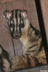 Zoo Taiping & Night Safari