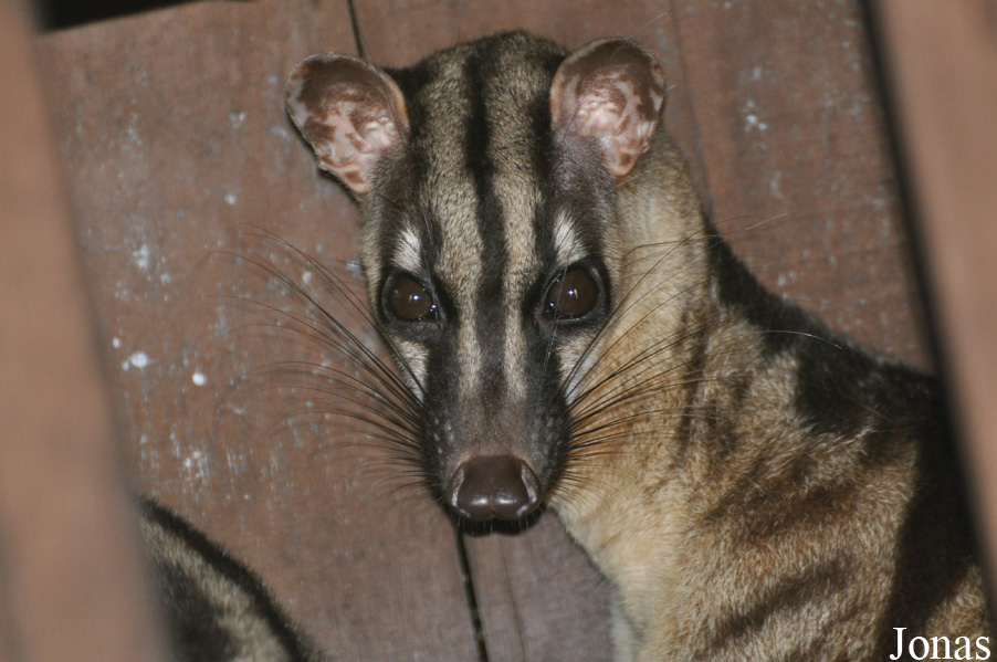 Zoo Taiping & Night Safari