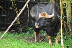 Zoo Taiping & Night Safari