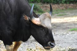 Zoo Taiping & Night Safari