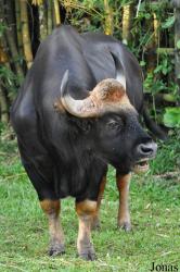 Zoo Taiping & Night Safari