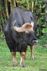 Zoo Taiping & Night Safari