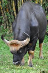 Zoo Taiping & Night Safari