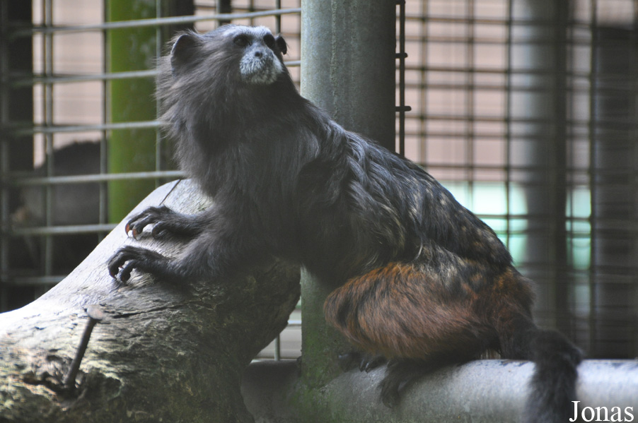 Zoo Taiping & Night Safari