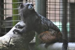 Zoo Taiping & Night Safari