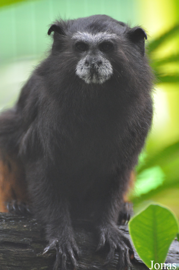 Zoo Taiping & Night Safari