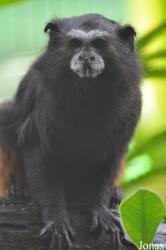 Zoo Taiping & Night Safari