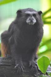 Zoo Taiping & Night Safari