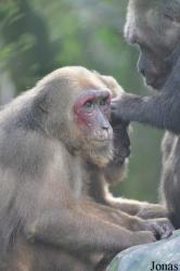 Zoo Taiping & Night Safari