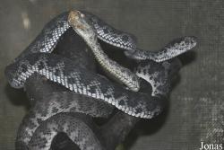 Zoo Taiping & Night Safari