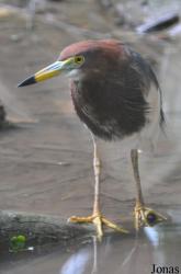 Zoo Taiping & Night Safari